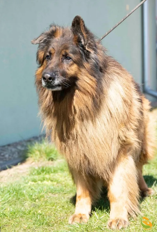 Znaleziono psa, Skałowo, 28 marca 2025 (2/3)