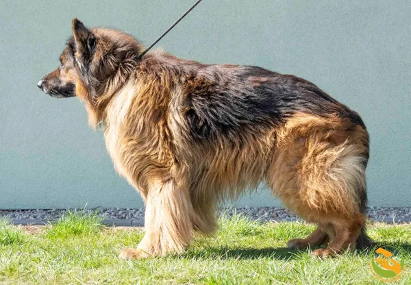 Znaleziono psa, Skałowo, 28 marca 2025 (3/3)