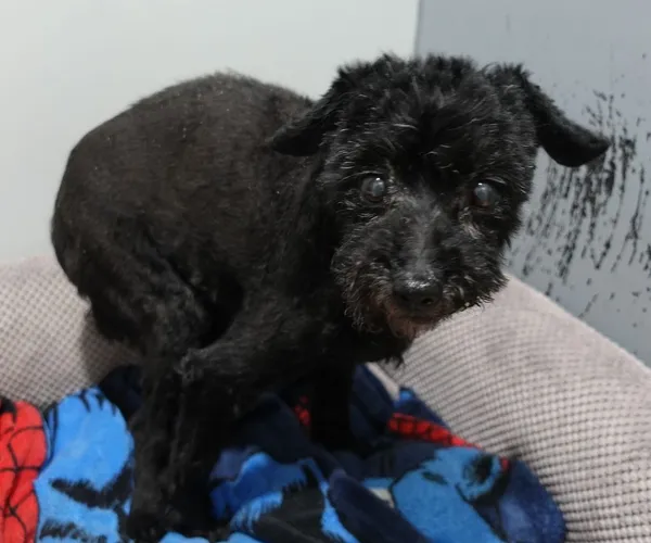 Znaleziono psa, Gdańsk, 28 marca 2025