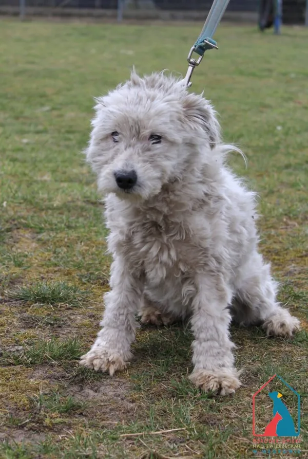 Pies do adopcji, Grudziądz, 21 marca 2025