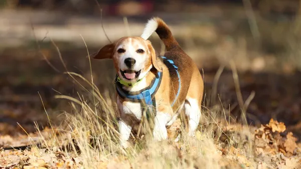 Pies do adopcji, Milanówek, 29 marca 2025 (1/5)