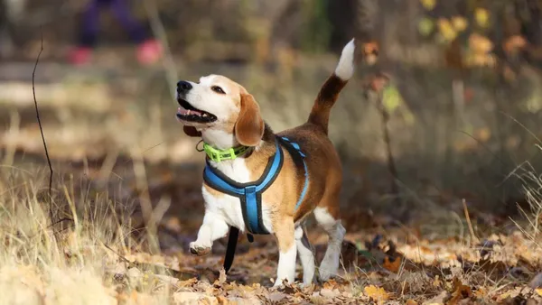 Pies do adopcji, Milanówek, 29 marca 2025 (2/5)