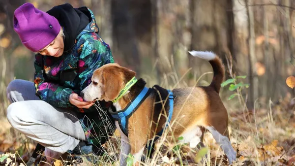 Pies do adopcji, Milanówek, 29 marca 2025 (4/5)