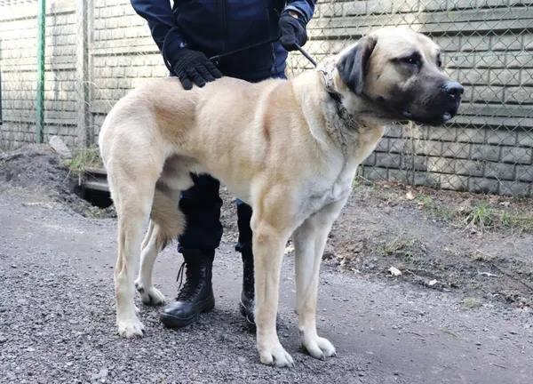 Znaleziono psa, Łódź, 29 marca 2025 (1/5)