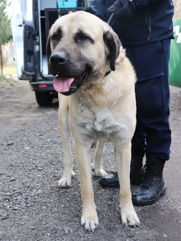 Znaleziono psa, Łódź, 29 marca 2025 (2/5)
