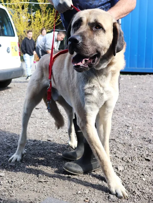 Znaleziono psa, Łódź, 29 marca 2025 (3/5)