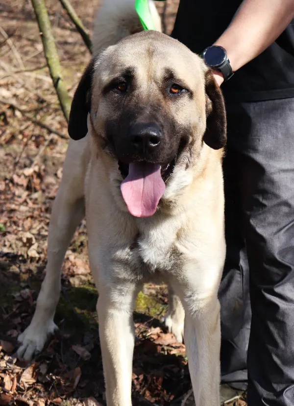 Znaleziono psa, Łódź, 29 marca 2025 (4/5)