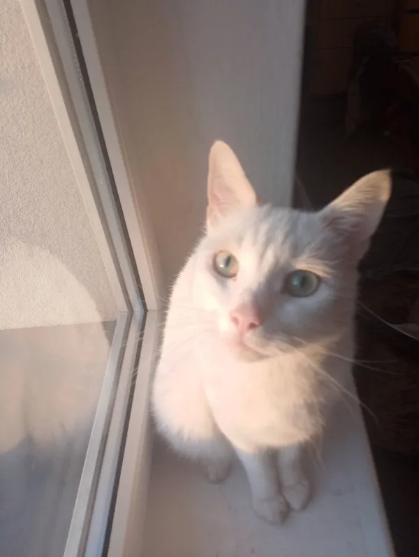 Zaginął kot, Łódź, 29 marca 2025