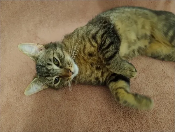 Zaginął kot, Łódź, 29 marca 2025