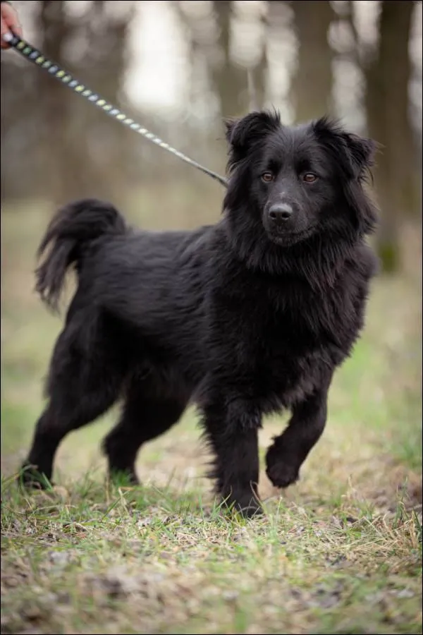 Znaleziono psa, Grudziądz, 18 listopada 2024