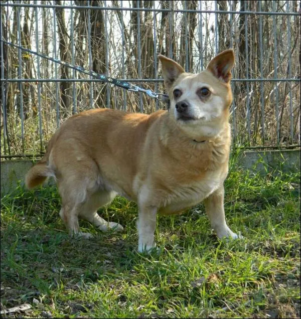 Znaleziono psa, Grudziądz, 23 grudnia 2024