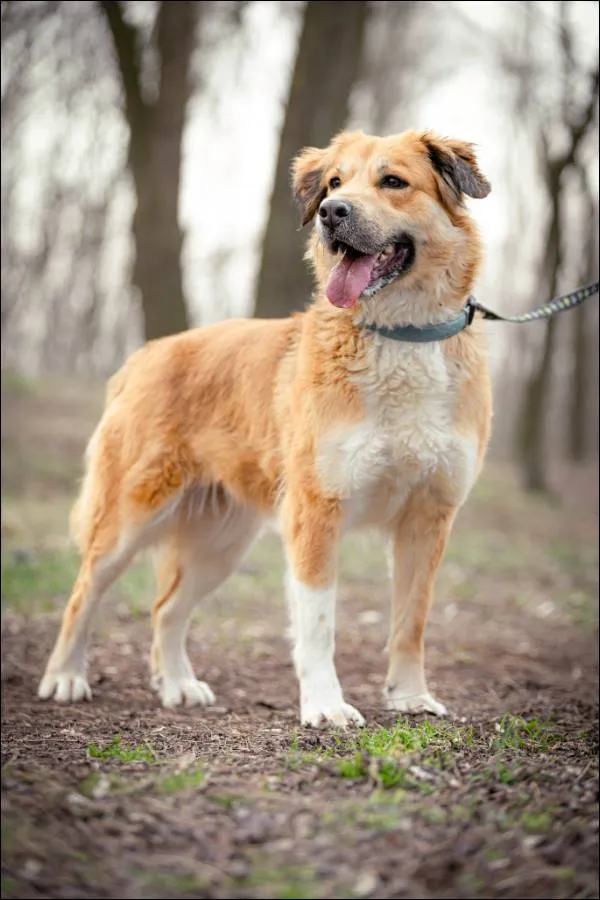 Znaleziono psa, Grudziądz, 13 września 2024