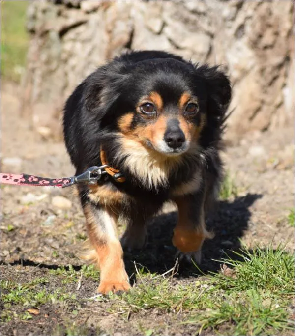 Znaleziono psa, Grudziądz, 6 marca 2025