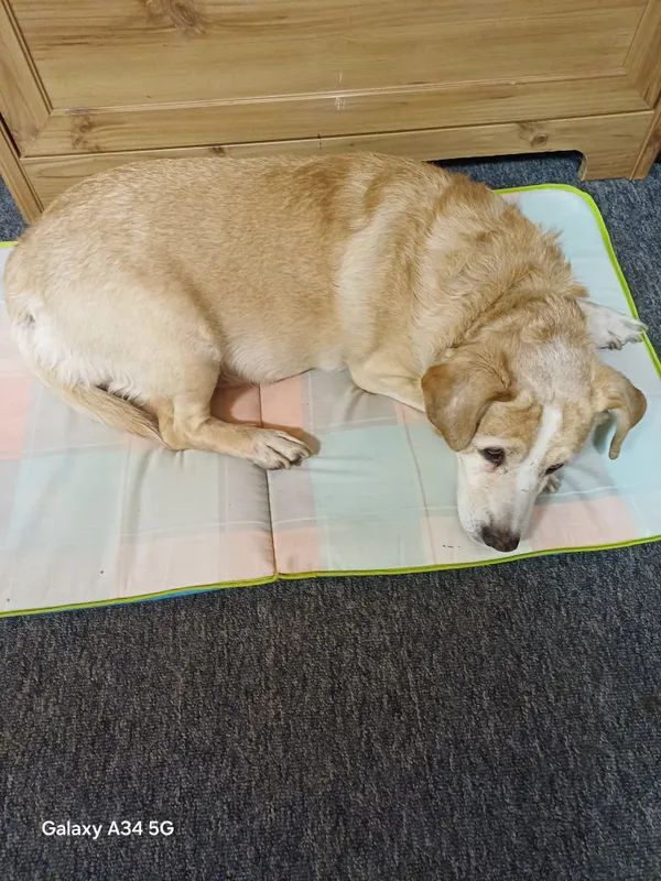 Znaleziono psa, Ząbki, 30 marca 2025