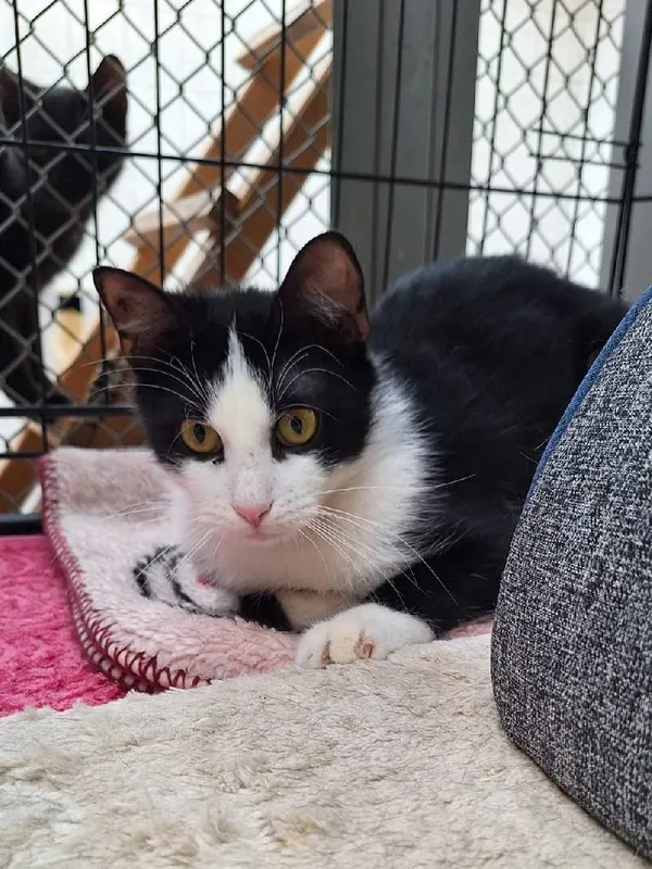 Znaleziono kota, Łódź, 30 marca 2025 (3/5)