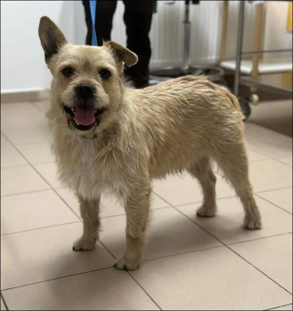 Znaleziono psa, Grudziądz, 30 marca 2025