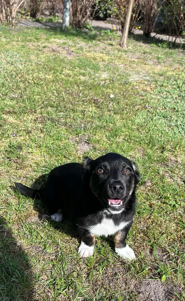 Pies do adopcji, Włocławek, 28 marca 2025 (1/5)