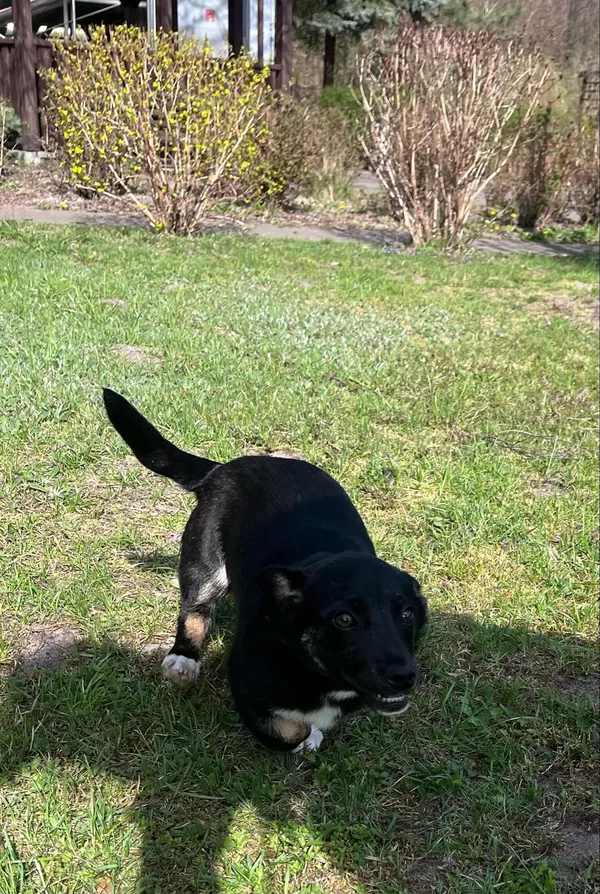 Pies do adopcji, Włocławek, 28 marca 2025 (4/5)