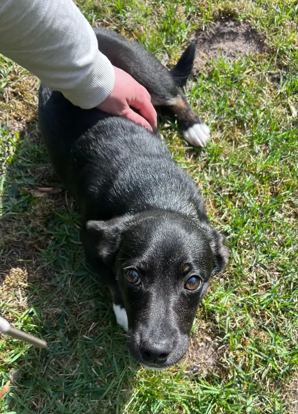 Pies do adopcji, Włocławek, 28 marca 2025 (5/5)