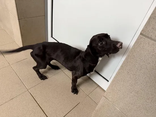 Pies do adopcji, Kraków, 16 marca 2025