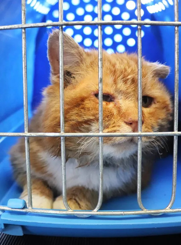 Znaleziono kota, Łódź, 30 marca 2025 (1/2)