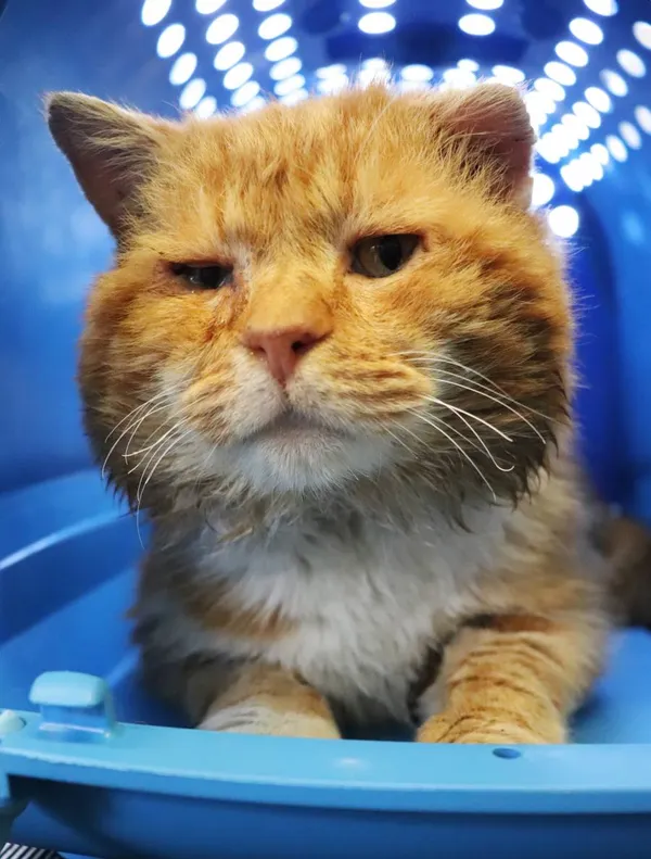 Znaleziono kota, Łódź, 30 marca 2025 (2/2)