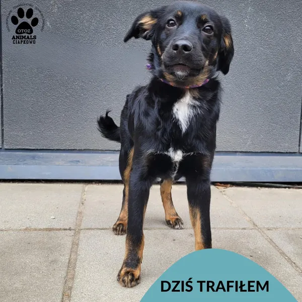 Znaleziono psa, Gdynia, 31 marca 2025