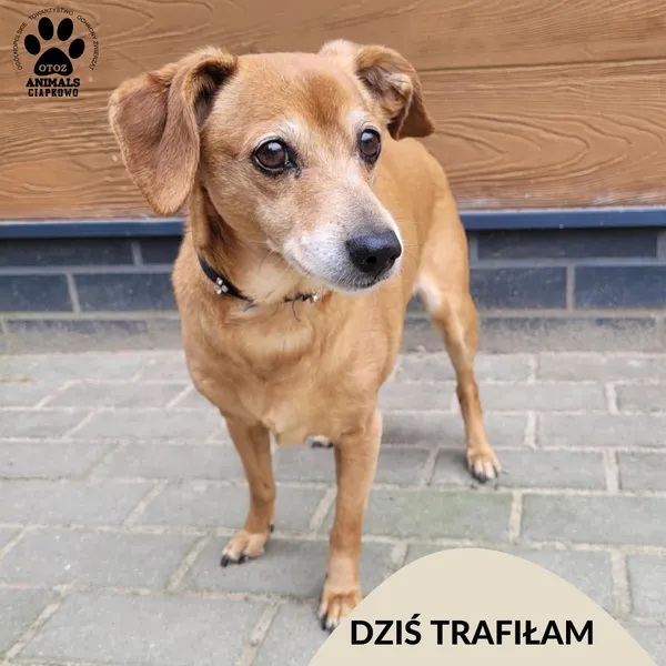 Znaleziono psa, Gdynia, 31 marca 2025