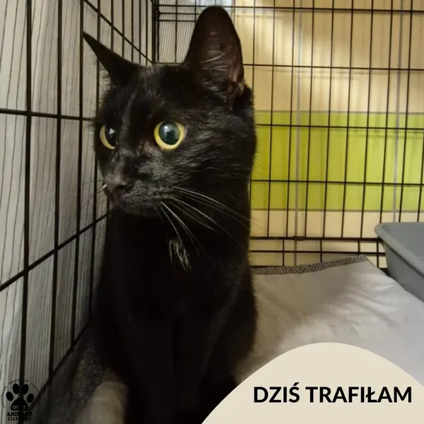 Znaleziono kota, Gdynia, 30 marca 2025