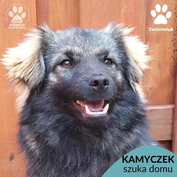 Pies do adopcji, Gdynia, 31 marca 2025 (1/5)