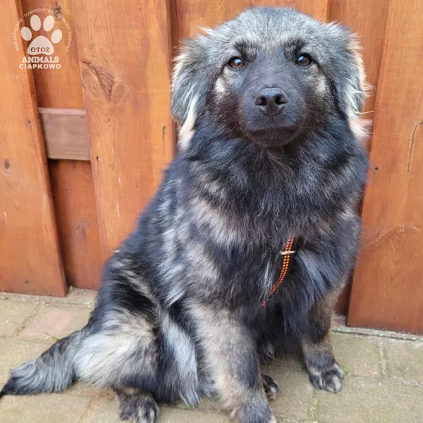 Pies do adopcji, Gdynia, 31 marca 2025 (2/5)