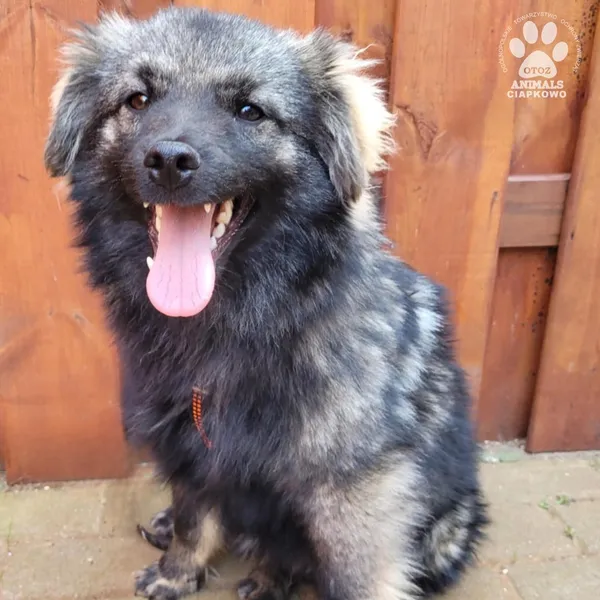 Pies do adopcji, Gdynia, 31 marca 2025 (3/5)