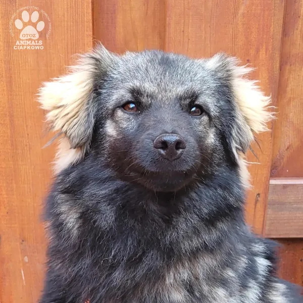 Pies do adopcji, Gdynia, 31 marca 2025 (4/5)