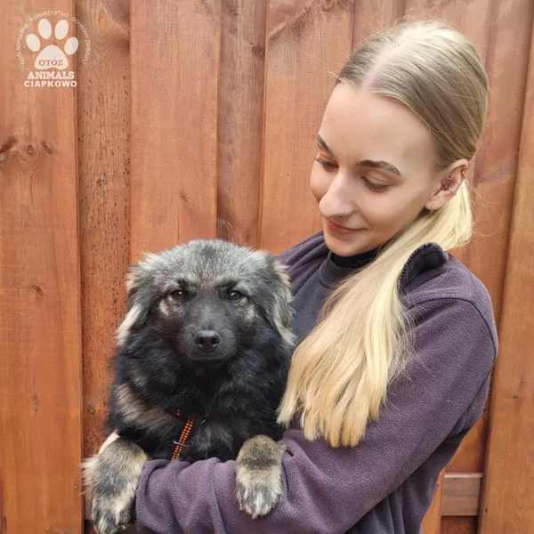 Pies do adopcji, Gdynia, 31 marca 2025 (5/5)