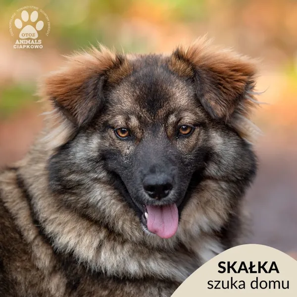 Pies do adopcji, Gdynia, 31 marca 2025 (1/5)