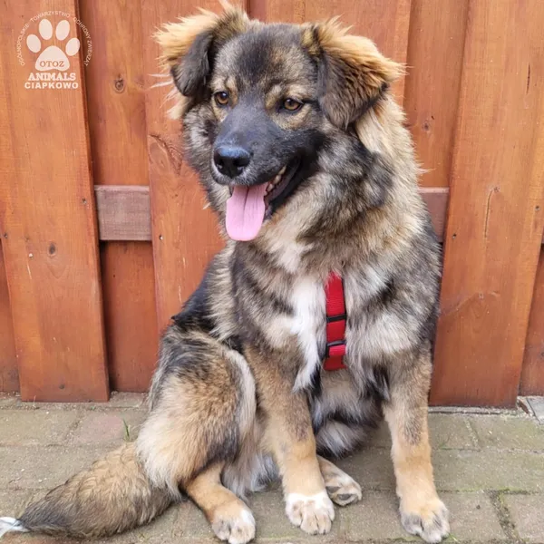 Pies do adopcji, Gdynia, 31 marca 2025 (3/5)