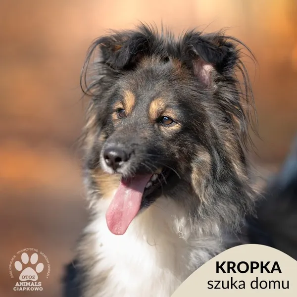 Pies do adopcji, Gdynia, 31 marca 2025 (1/5)