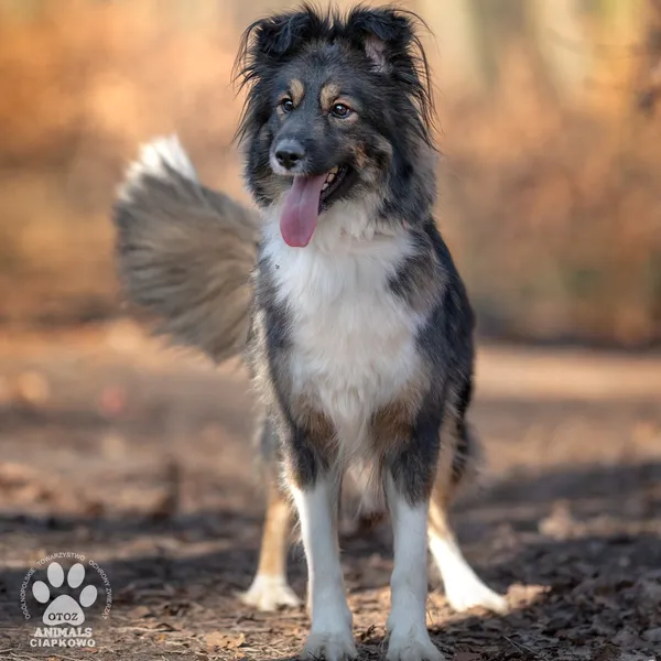 Pies do adopcji, Gdynia, 31 marca 2025 (2/5)