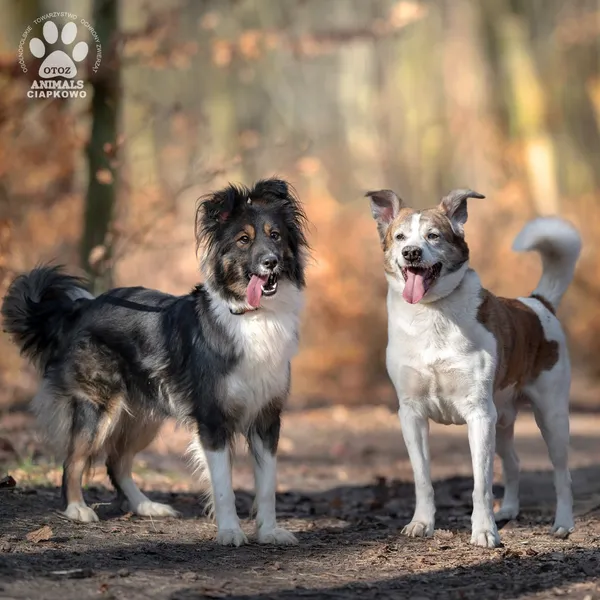 Pies do adopcji, Gdynia, 31 marca 2025 (4/5)