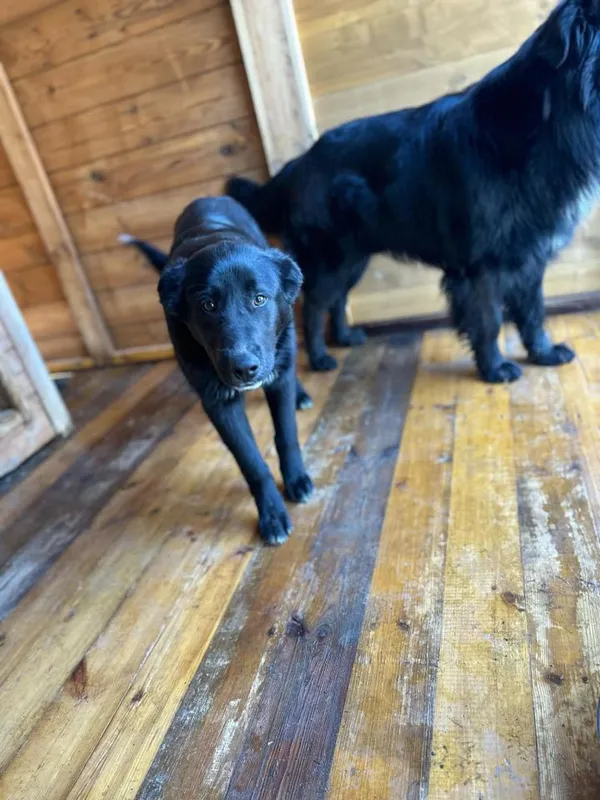 Pies do adopcji, Rytlów, 31 marca 2025