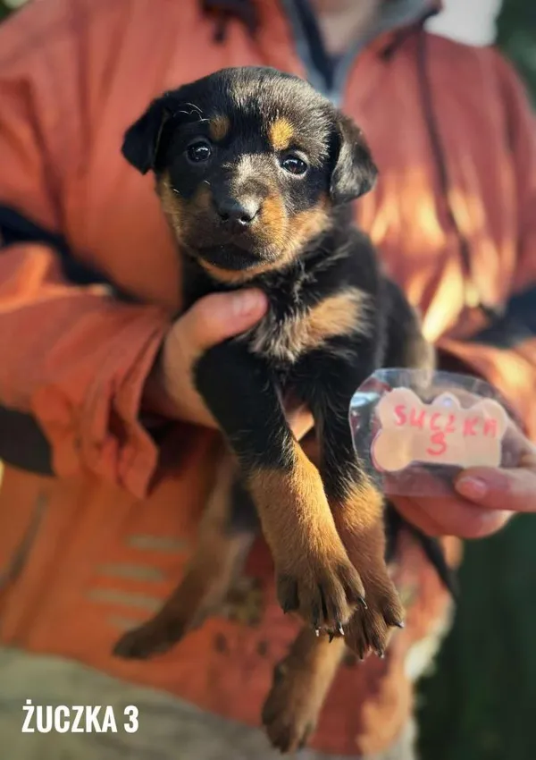 Pies do adopcji, Rytlów, 31 marca 2025 (1/4)