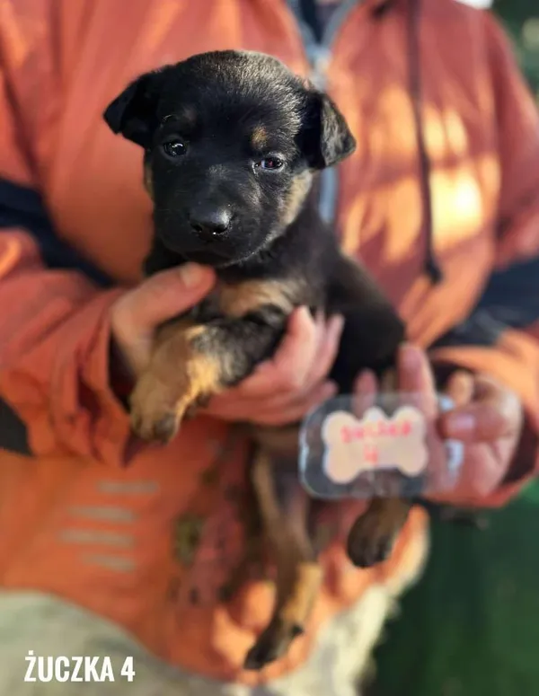 Pies do adopcji, Rytlów, 31 marca 2025 (2/4)