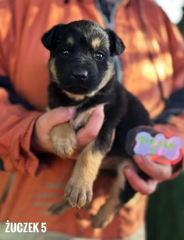 Pies do adopcji, Rytlów, 31 marca 2025 (3/4)