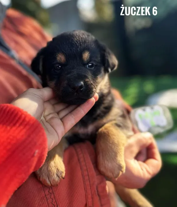 Pies do adopcji, Rytlów, 31 marca 2025 (4/4)