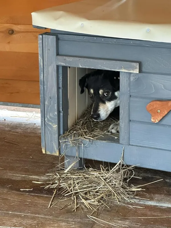 Pies do adopcji, Rytlów, 31 marca 2025