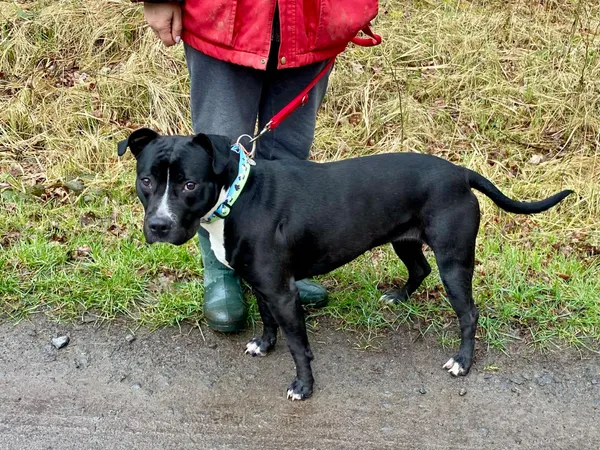 Pies do adopcji, gmina Platerówka, 31 marca 2025 (1/3)