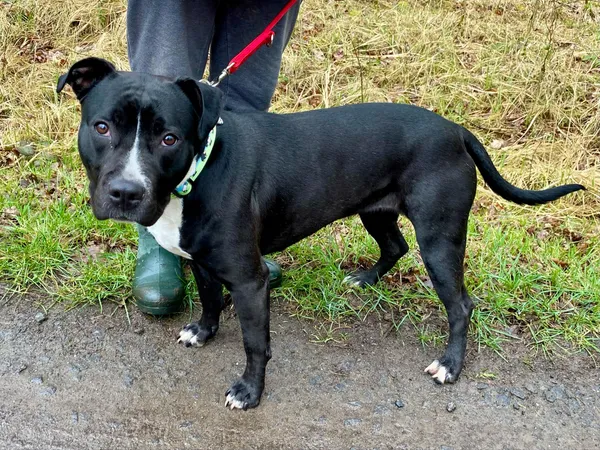 Pies do adopcji, gmina Platerówka, 31 marca 2025 (2/3)