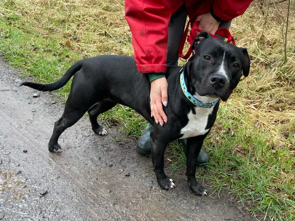 Pies do adopcji, gmina Platerówka, 31 marca 2025 (3/3)