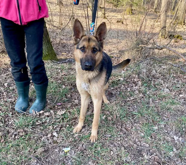 Pies do adopcji, gmina Platerówka, 31 marca 2025 (1/4)