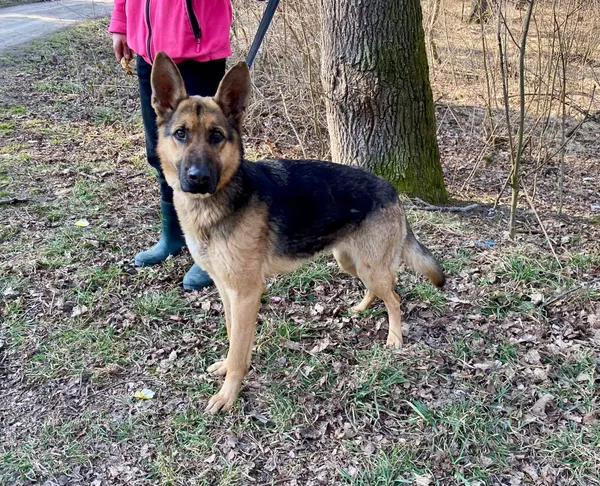 Pies do adopcji, gmina Platerówka, 31 marca 2025 (2/4)